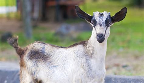 Are Dairy Goats Right for My Farm? - Hobby Farms