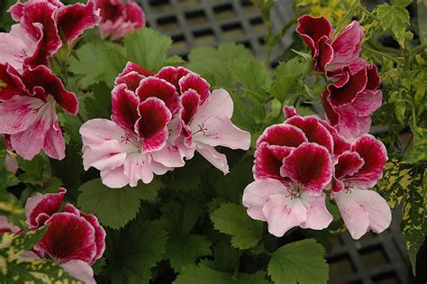 Династия Даджи Пеларгония Фото — Mixyfotos.ru