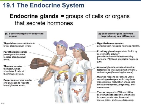 Copyright Pearson Education Inc Chapter Sex Differences And Athleticism Endocrine