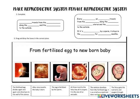 Reproductive Systems 1722093 Noemí Live Worksheets