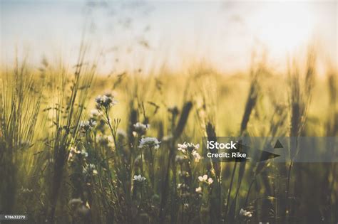 Beautiful Sunset On Grainfield Stock Photo - Download Image Now - Agricultural Field ...