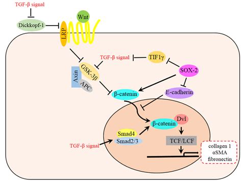 Relationship Between Wnt And Tgf β Signaling Pathway In Emt Tgf β