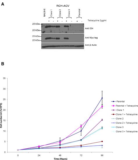 Pdf Involvement Of Id4 Inhibitor Of Dna Binding 4 In Haematopoietic Malignancies Semantic