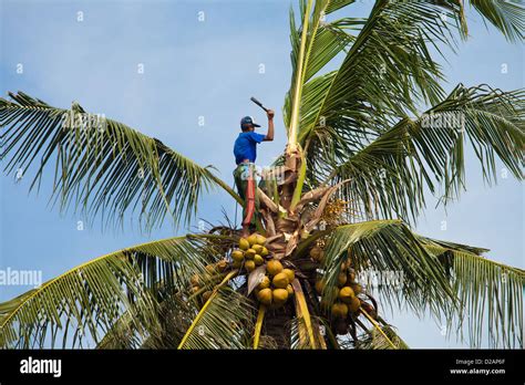 Bali January Balinese Man Harvesting Coconut On January