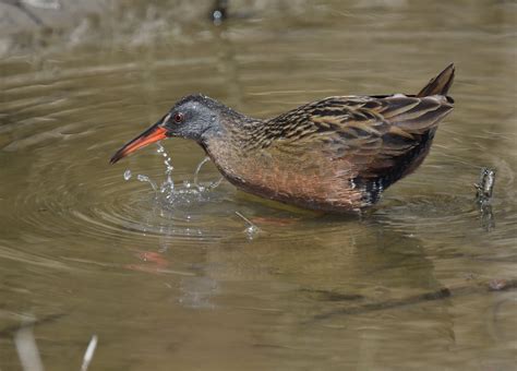 Virginia Rail | Audubon Field Guide