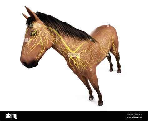 Horse Brain Structure Hi Res Stock Photography And Images Alamy