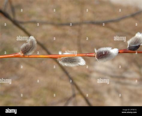 Pussy Willow Branches With Background On The Branches Of Trees In