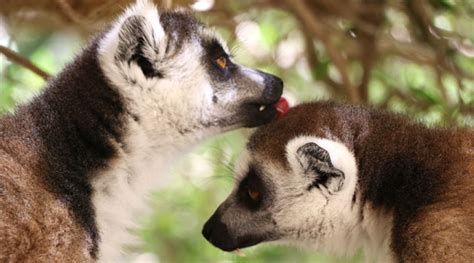 CANGO WILDLIFE RANCH, OUDTSHOORN - Businesses in Oudtshoorn