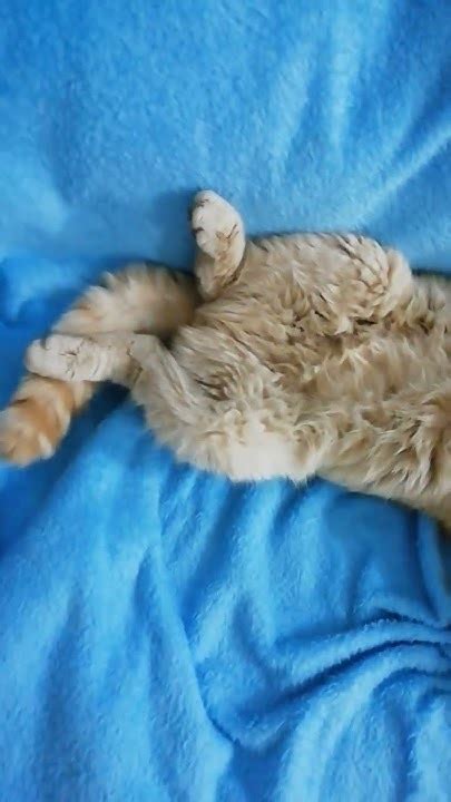 Котик під кондиціонером... - YouTube