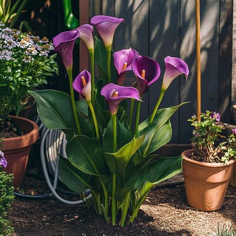 Calla Lily Grow a Garden - Etsy