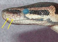 Snake Anatomy - Reptiles Magazine