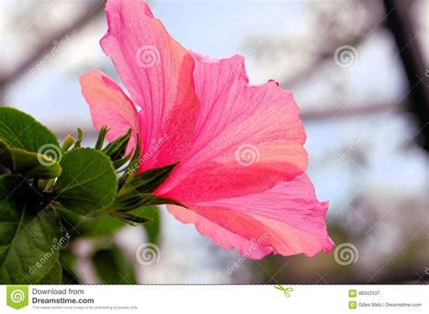 Flor Rosada Del Hibisco Imagen De Archivo Imagen De Resorte