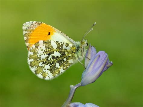 Orange-tip | Butterfly Conservation