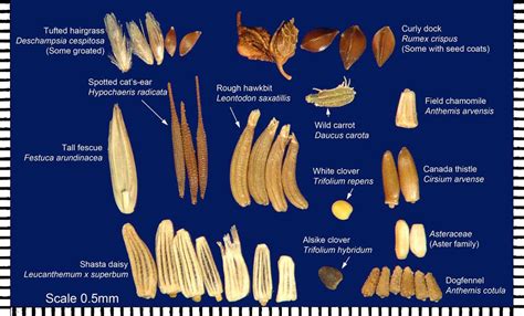 Seed Identification