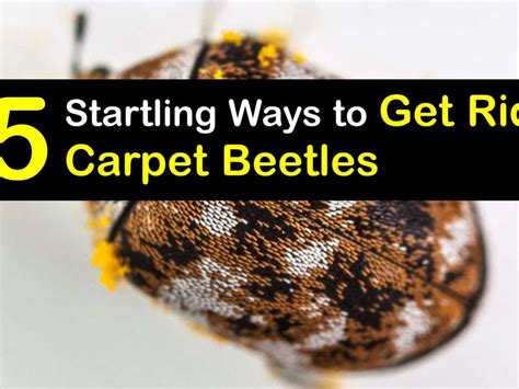 How To Get Rid Of Carpet Beetles With Baking Soda Resnooze