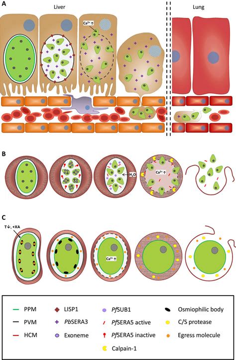 schematic depicting  egress  intracellular plasmodium parasites