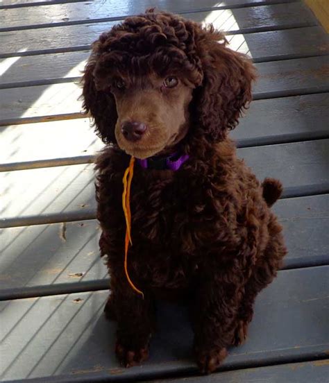 brown standard poodle puppies Archives - Cantope Standard Poodles