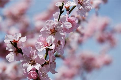 Japanese Cherry Trees Blossom Tree - Free photo on Pixabay