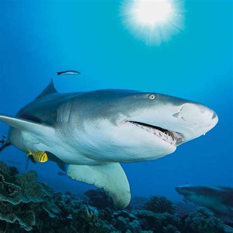 Tiburones Fotos Tipos De Tiburones Y Por Qu Son Considerados Peligrosos