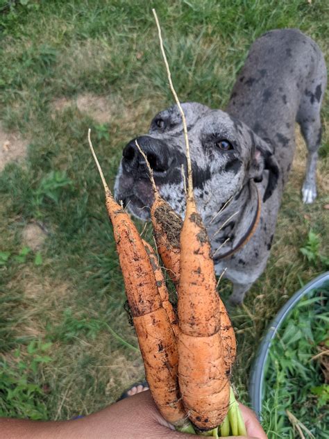 captain always wants to pick carrots from the garden for breakfast : r