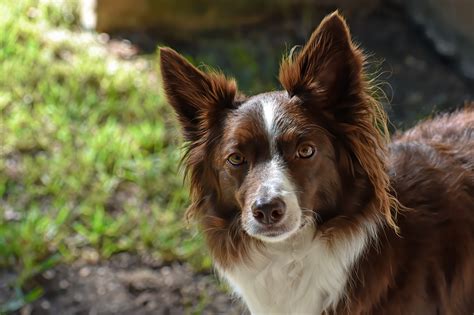 Border Collie Perro Mascota Foto Gratis En Pixabay Pixabay