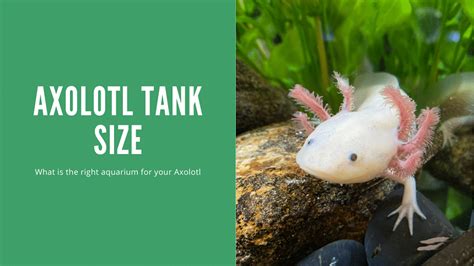 Axolotl Tank Size (What Is The Best?) - AquariumStoreDepot