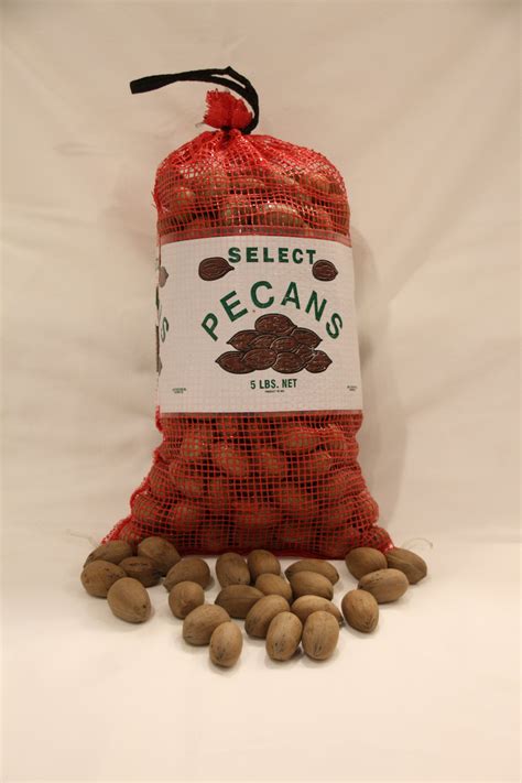 In Shell Desirable Pecans – 3, 5, 15, & 25 lbs – Southern Pecan Products