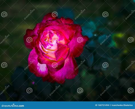 Beautiful Fuchsia Rose With Velvet Petals Stock Photo Image Of