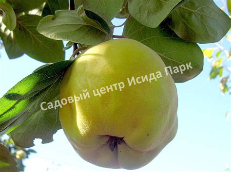 Айва Грушевидная саженцы купить в Москве и Подмосковье в питомнике