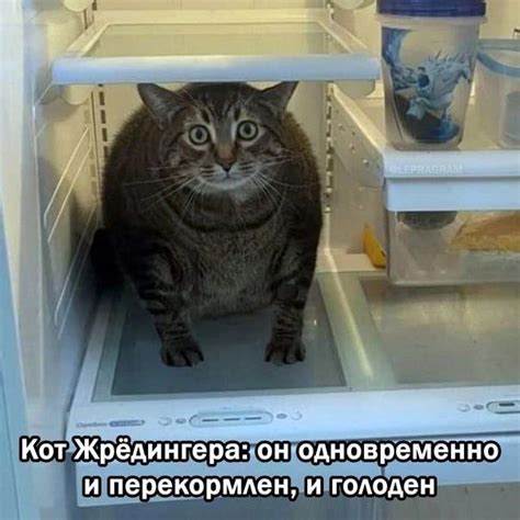 жирный кот :: холодильник :: Шредингер :: животные :: котэ (прикольные ...