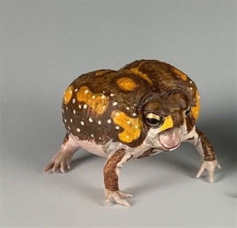 Bushveld Rain Frog Toad Pvc Figure Model Figurine Etsy