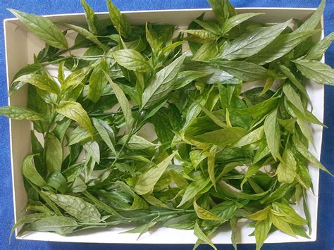 Khmer Herbal Medicine Home