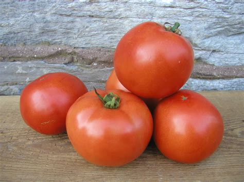 Early Girl Tomato (Treated Seed) | Seedway