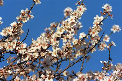 Cuándo empieza la primavera 2021 día y hora del equinoccio Ciencia