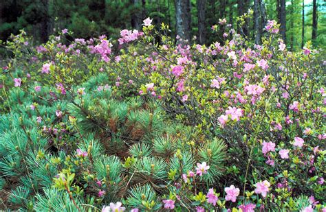 Рододендрон даурский, багульник - Rhododendron dauricum | Дикорастущие ...