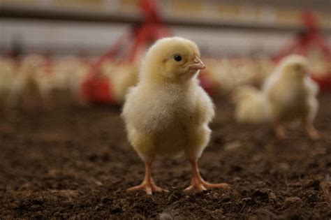 Costs of poultry production diseases revealed - Poultry World