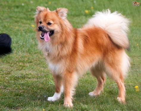 Read Indepth Pomchi Dog Breed Facts Including Popularity Rankings