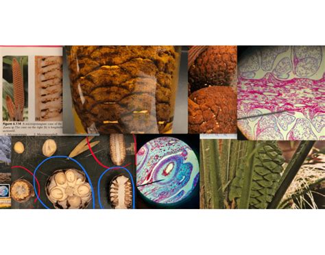 Phylum Cycadophyta Cycads Quiz