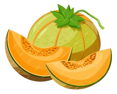 Cantaloupes vector illustration on white background | Premium AI