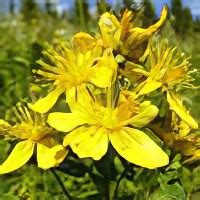 Зверобой — полезные и лечебные свойства зверобоя. Применение и ...