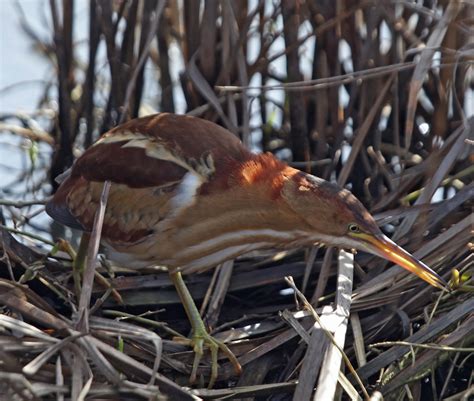 Pictures and information on Least Bittern
