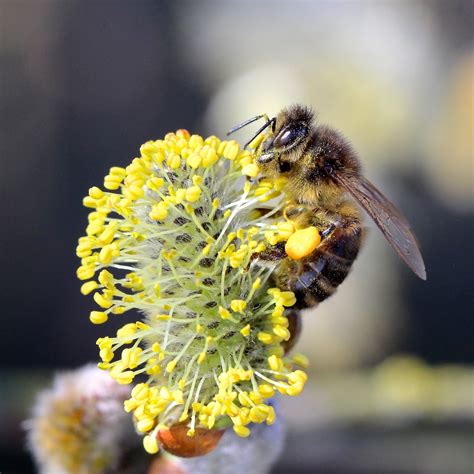 Trogtrogblog Honey Bees On Pussy Willow