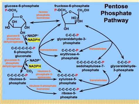 PENTOSE PHOSPHATE PATHWAY PPT