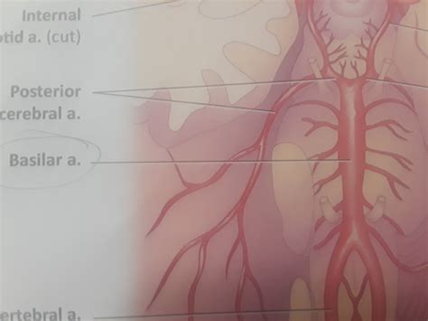 Blood Vessel Lab Flashcards Quizlet