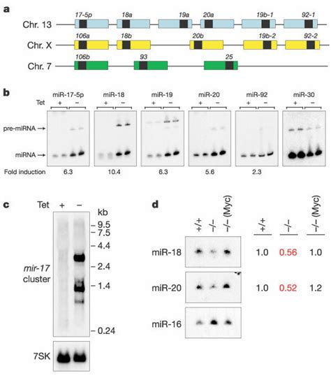 Myc Induces Expression Of The Mir 17 Clustera Schematic Download