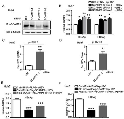 Ijms Free Full Text Multiomics Analysis Of Endocytosis Upon Hbv