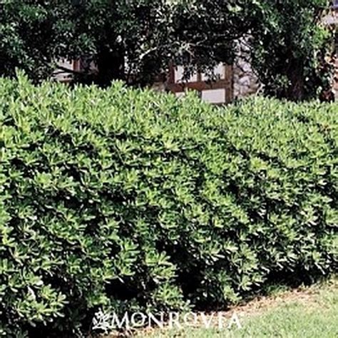 Mock Orange Star Nursery Garden And Rock Centers