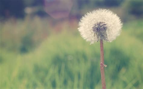 Wallpaper Sunlight Nature Field Green Dandelion Leaf Flower