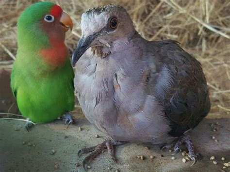 Little Lovebird Meets 'Vulture' — And Falls In Love - The Dodo