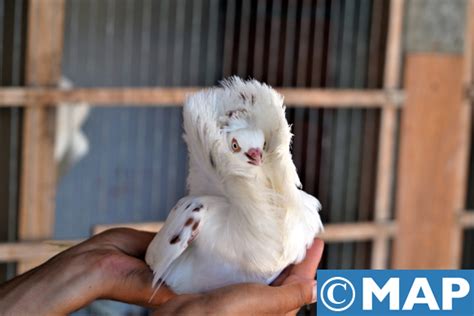 Elevage d autruches à Safi ou quand le rêve dun jeune porteur de